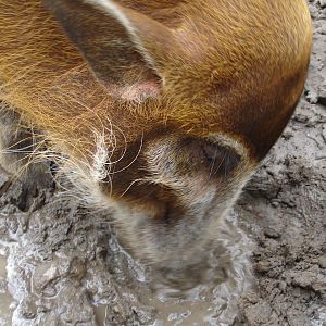 Red River Hog