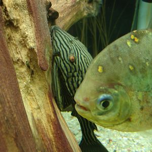 Royal plecostomus and Spotted metynnis
