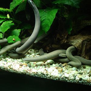 Feeding Typhlonectes