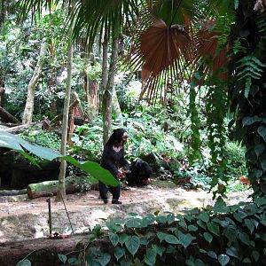 Malayan Sun Bear