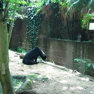 Malayan Sun Bear