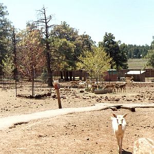 General view - Grand Canyon Deer Farm 1998