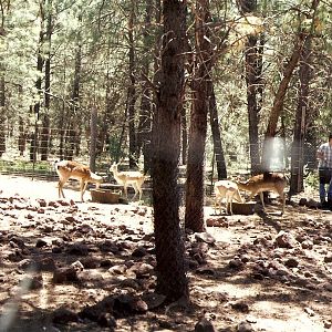 Blackbuck paddock - Grand Canyon Deer Farm 1998