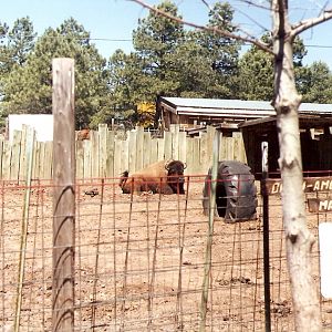 American Bison paddock - Grand Canyon Deer Farm 1998