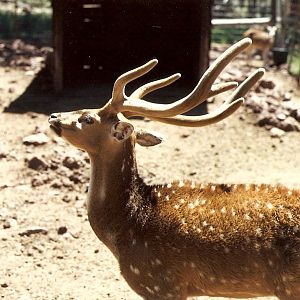 Axis Deer - Grand Canyon Deer Farm 1998