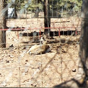Mule Deer - Grand Canyon Deer Farm 1998