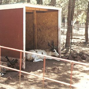 Reindeer shelter - Grand Canyon Deer Farm 1998