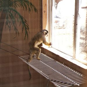 Squirrel Monkey - Grand Canyon Deer Farm 1998