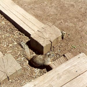 Wild ground squirrel - Grand Canyon Deer Farm 1998
