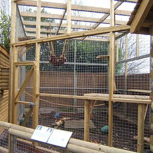 New Rhesus Monkey enclosure