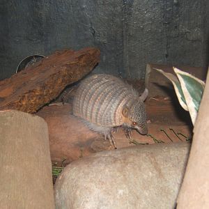 Screaming Hairy Armadillo