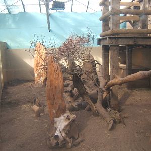 Meerkat enclosure