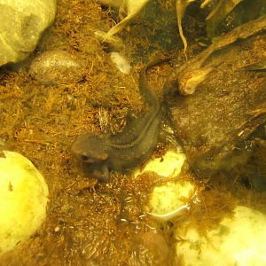 Himalayan Crocodile Newt