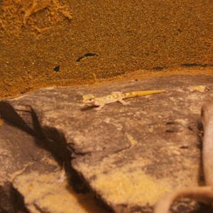 Egyptian Dwarf Sand Gecko