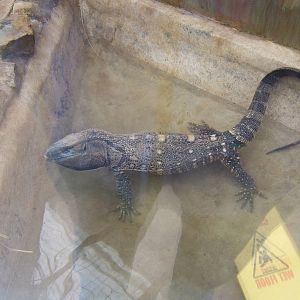 Black-throated Monitor