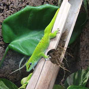 Madagascan Giant Day Gecko