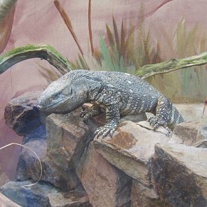 Black-throated Monitor