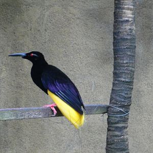 Twelve Wired Bird of Paradise