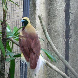 Lesser Bird of Paradise