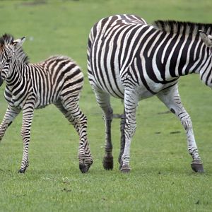 Chapman's zebra & foal