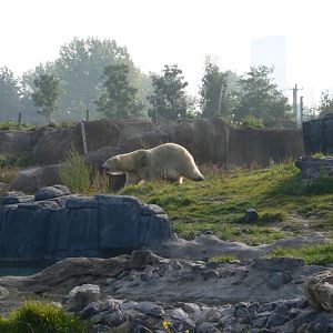 Polar Bear  Enclosure