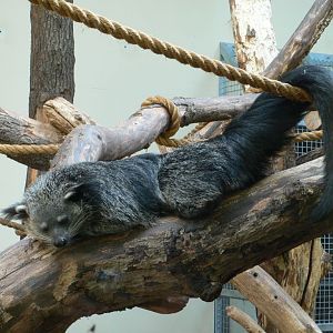 Binturong
