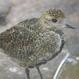 Golden Plover?