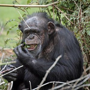 Chimpanzee
