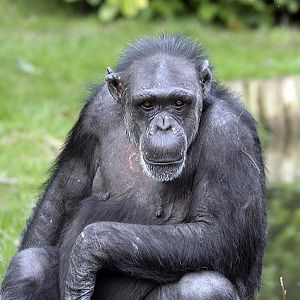 Chimpanzee