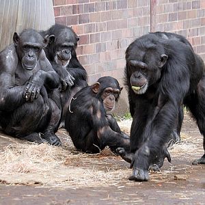 Chimpanzees