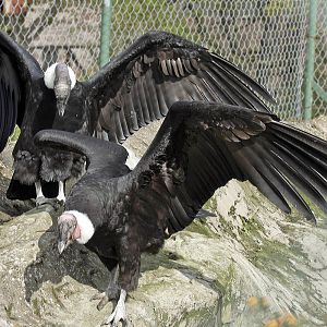 Andean condors