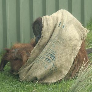 Puluh - Sumatran orangutan and one of his 6 children