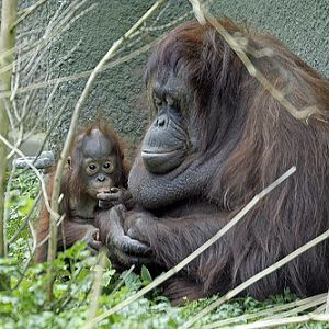 Bornean orangutans - Sarikei and Iznee - 25 April 2010
