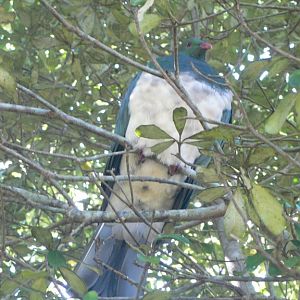 Tiritiri Matangi Island