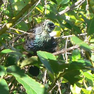 Tiritiri Matangi Island