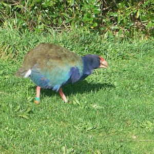 Tiritiri Matangi Island