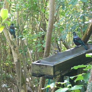 Tiritiri Matangi Island