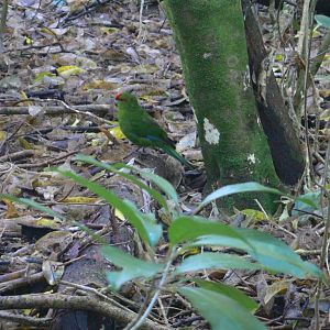 Tiritiri Matangi Island