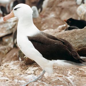 Black-Browed Albatross