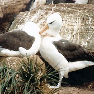 Black-Browed Albatross