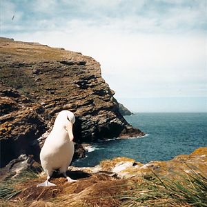 Black-Browed Albatross