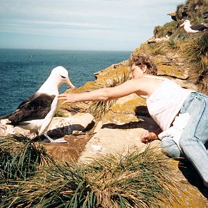 Black-Browed Albatross