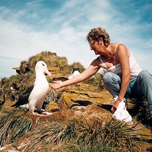 Black-Browed Albatross