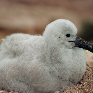 Black-Browed Albatross Chick