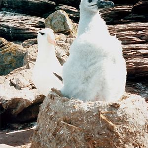 Black-Browed Albatross Chick