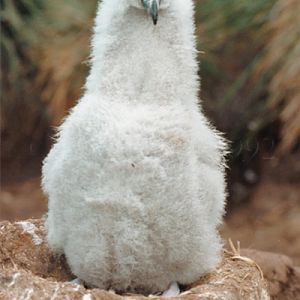 Black-Browed Albatross Chick