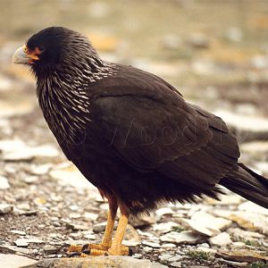 Striated Caracara