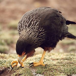 Striated Caracara