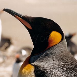 King Penguin on Saunders Island