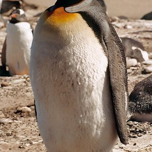 King Penguin on Saunders Island